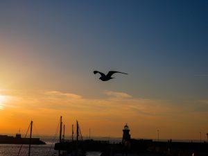 At sunset, a bird gracefully flies over a body of water in Dublin, Ireland.
