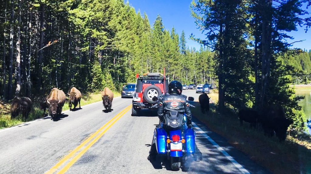 Traffic on Yellowstones Grand Loop 2 days in Yellowstone National Park