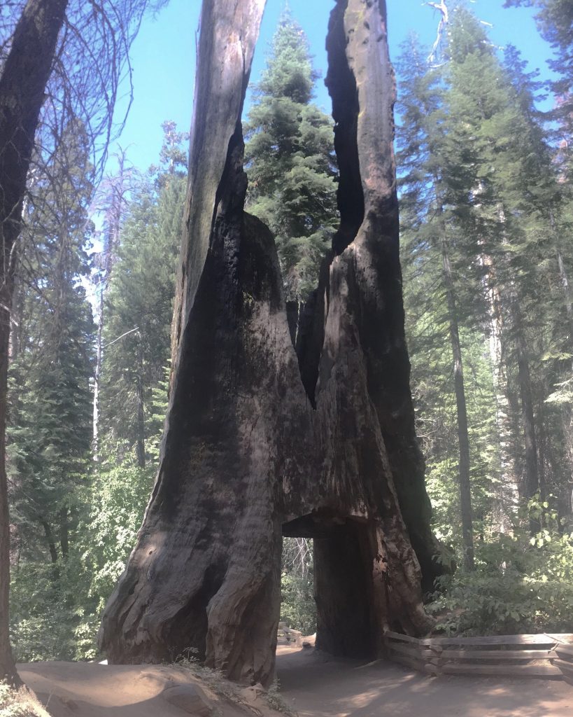 Giant Dead Tunnel Tree at Tuolumne Grove Trailhead, Yosemite National Park