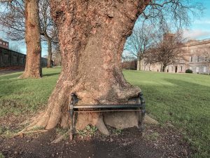 Dublin Hidden Gems The Hungry Tree, King's Inn Park, Dublin, Ireland