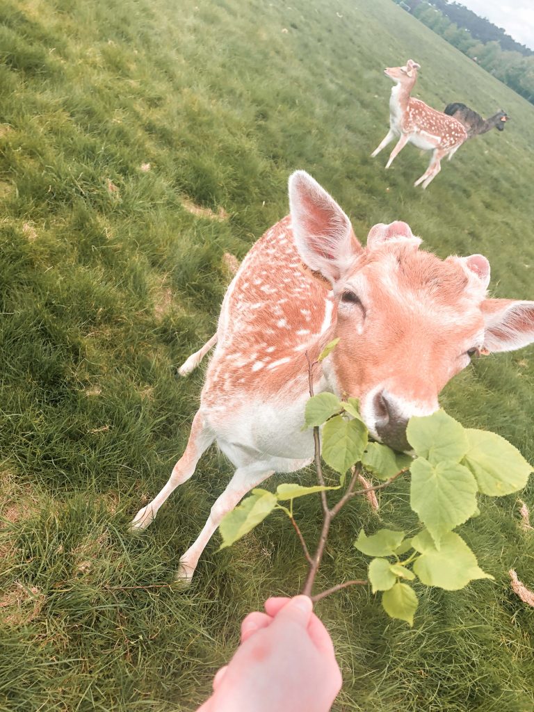 Deer Spotting in the Phoenix, Dublin, Ireland