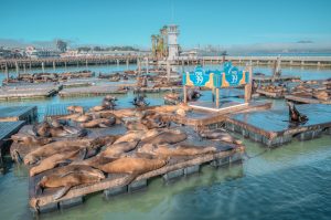 Sea lions at Pier 39, San Francisco, USA