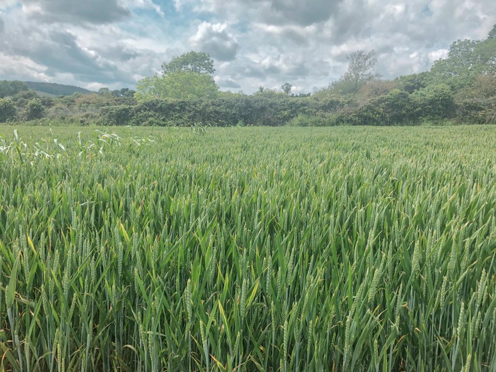 Corn Beds, Bray to Greystones Walk, Wicklow, Ireland