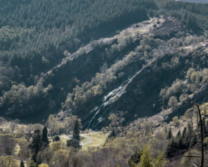 Crone Woods - Powerscourt Waterfall - Wicklow Mountains