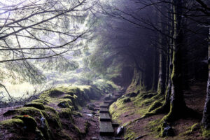 Ballinastoe Woods, Wicklow, Ireland