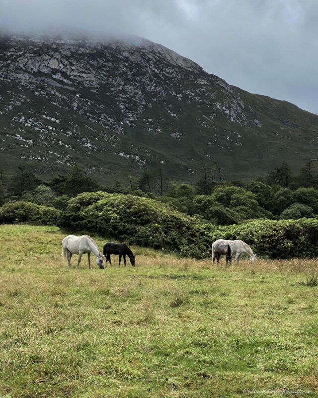 Pony's, Connemara, Galway, Ireland