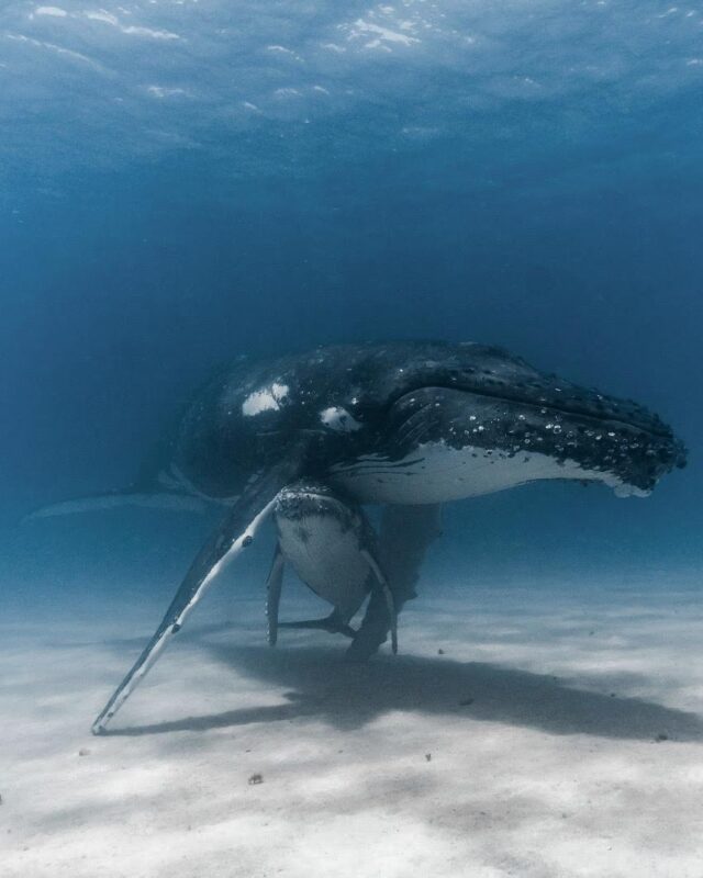 Swimming with Humpback Whales in Tonga © American SW Obsessed