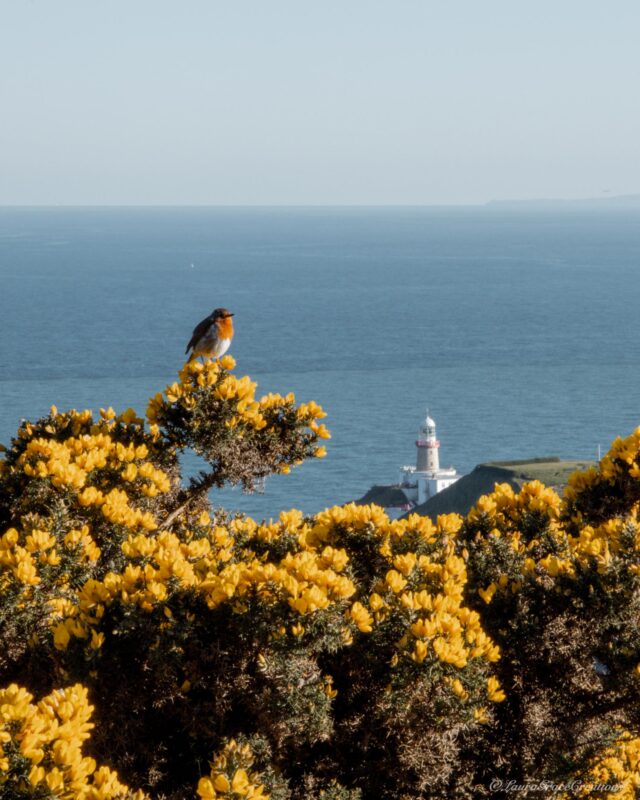 Howth Cliff Walk