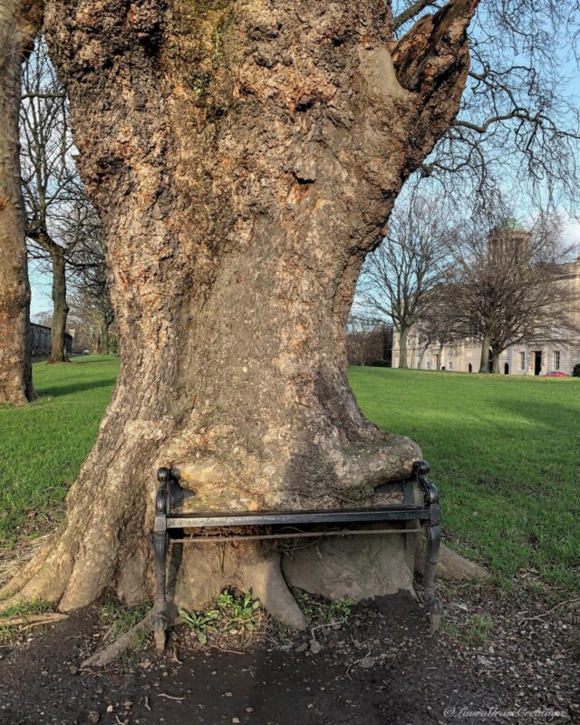 The Hungry Tree, County Dublin, Ireland