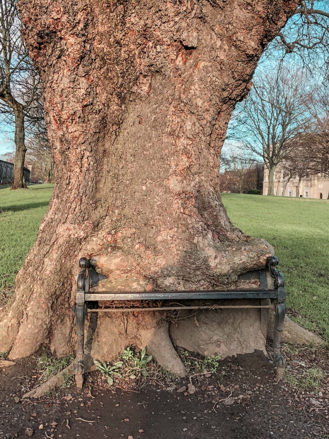 The Hungry Tree, King's Inn Park, Dublin, Ireland