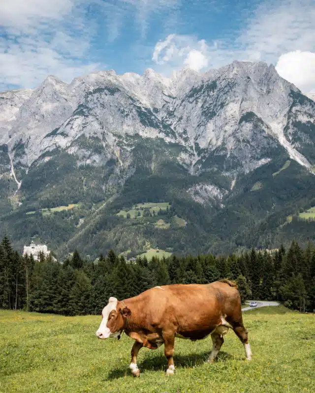 Cow in front of the sound of music meadow in Austria. Green grass and beautiful alpline mountains