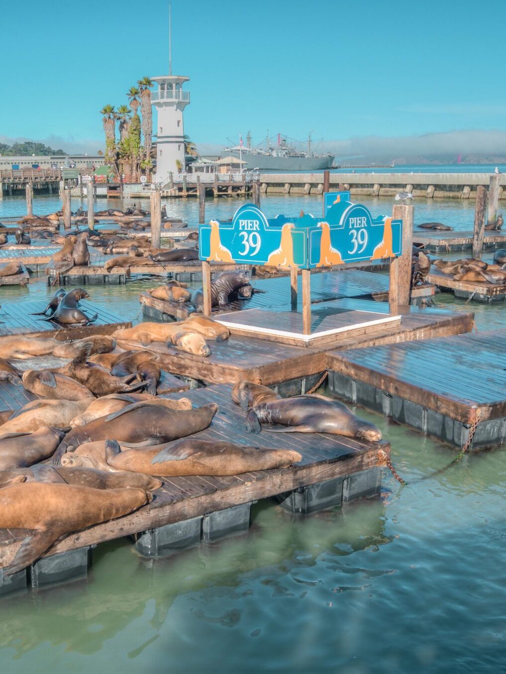 Sea lions at Pier 39, San Francisco, USA